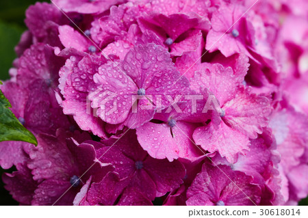 茅崎市Koide河繡球花 茅崎市Koide河繡球花 30618014