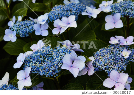 茅崎市Koide河繡球花 茅崎市Koide河繡球花 30618017