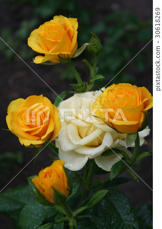A bouquet of yellow roses A bouquet of yellow roses 30618269