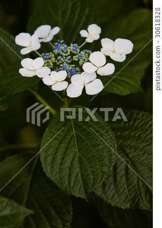 Chigasaki City Koide River hydrangea 30618328