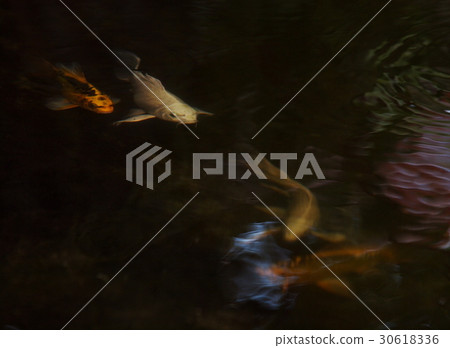 night shot small young long tail white silver KOI night shot small young long tail white silver KOI 30618336