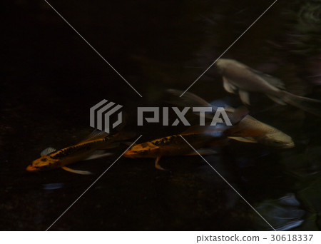 night shot small young long tail white silver KOI night shot small young long tail white silver KOI 30618337