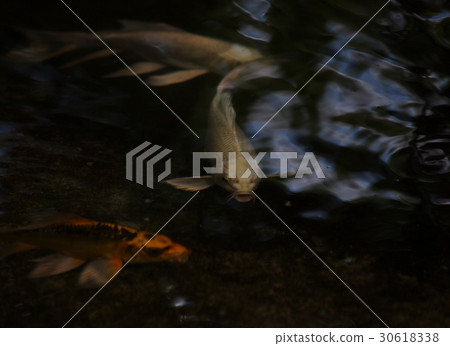night shot small young long tail white silver KOI night shot small young long tail white silver KOI 30618338