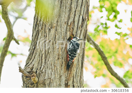 阿基格拉在築巢時 30618356