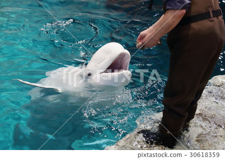 Welcome to Belgrada 30618359