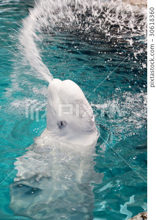 Kurukuru fountain It is ~ ♡ Beluga 30618360