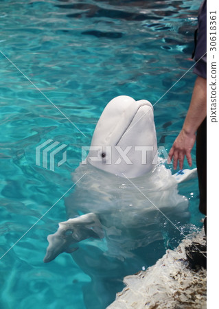 結束吧!高♪白鯨 結束吧!高♪白鯨 30618361