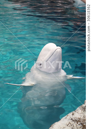 Hey ___ ___ ___ __ 30618362