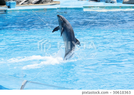 Dolphin Standing Swimming 30618363