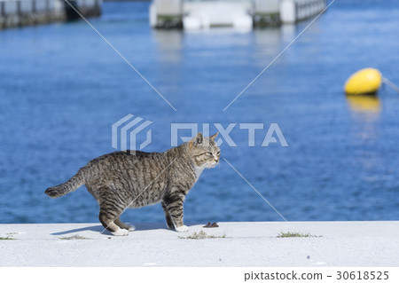貓的天堂“田代島”貓島(ΦωΦ)可愛的老闆貓住在碼頭碼頭 貓的天堂“田代島”貓島(ΦωΦ)可愛的老闆貓住在碼頭碼頭 30618525
