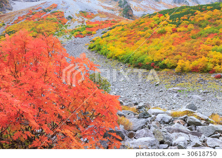 長野_ Hokusazawa捲曲秋葉 30618750