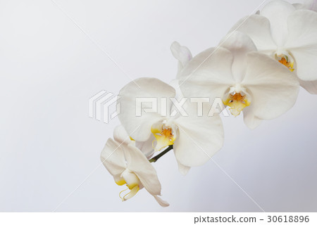 Phalaenopsis orchid  30618896