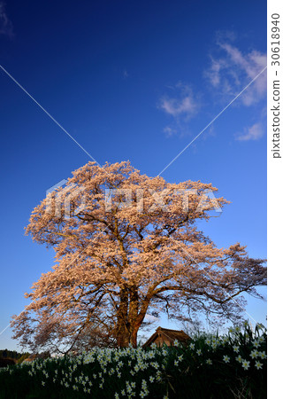 Nanakusaki Tenjin Sakura Nanakusaki Tenjin Sakura 30618940