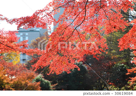 秋葉的小石川後樂園 30619084