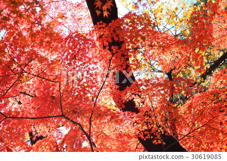 秋天的樹葉 秋天的樹葉 30619085