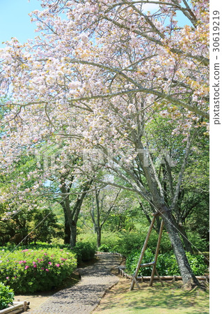 奈良的新鮮的綠色庭院Yarajyaku 30619219