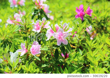 新鮮的綠色庭院平戶杜娟花花 30619220