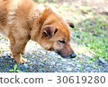 Ji and eyes dog 30619280