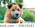 Dog looking far away 30619281