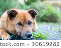 Dog looking far away 30619282