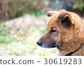 Dog looking far away 30619283
