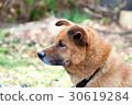 Dog looking far away 30619284