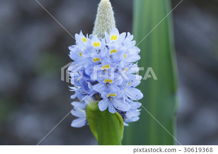 Flower of Ponte delif 30619368