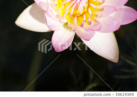 Hizjikusa's flower 30619369