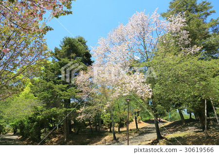 Yao cherry blossoms in Nara Yao cherry blossoms in Nara 30619566