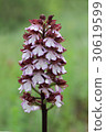 Orchis purpurea, the lady orchid 30619599