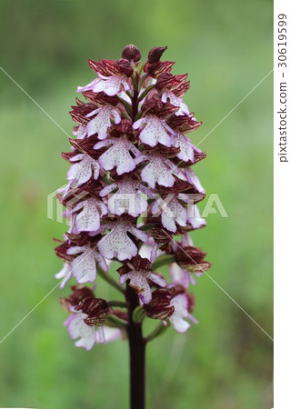 Orchis purpurea, the lady orchid 30619599