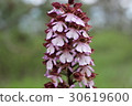 Orchis purpurea, the lady orchid 30619600