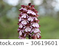 Orchis purpurea, the lady orchid 30619601