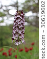 Orchis purpurea, the lady orchid 30619602
