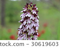 Orchis purpurea, the lady orchid 30619603