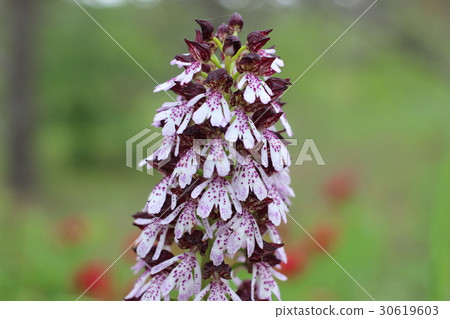 Orchis purpurea, the lady orchid 30619603