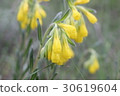 Yellow wild flowers growing 30619604