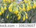 Yellow wild flowers growing 30619607