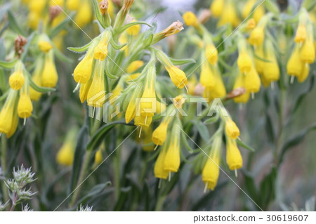 Yellow wild flowers growing Yellow wild flowers growing 30619607