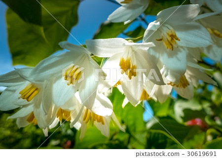 春天開花藍天和Hakuunboku 春天開花藍天和Hakuunboku 30619691