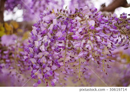 Wisteria flowers Wisteria flowers 30619714