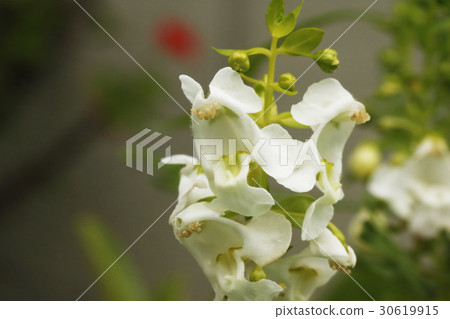 Angelonian flowers 30619915