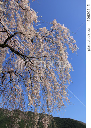 Chuetsu家族的垂枝櫻花 Chuetsu家族的垂枝櫻花 30620245