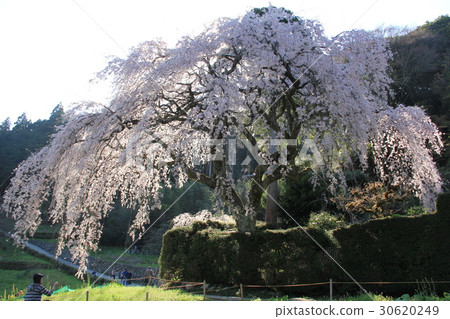 The weeping cherry tree of the Chuetsu family The weeping cherry tree of the Chuetsu family 30620249