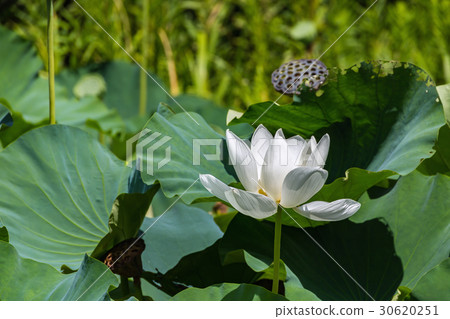 Lotus flower Lotus flower 30620251