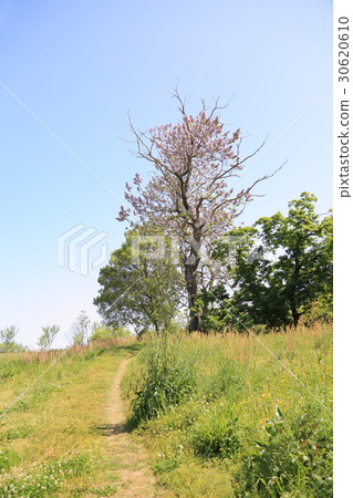 Flower of a tender 30620610