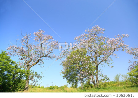 Flower of a tender Flower of a tender 30620613