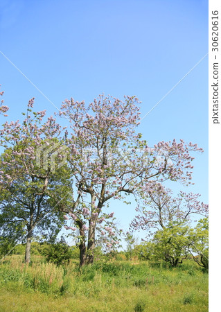 招標之花 30620616