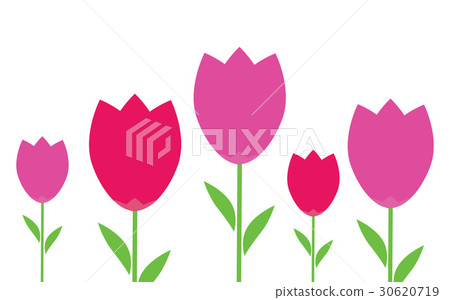 pink and red flowers tulips pink and red flowers tulips 30620719