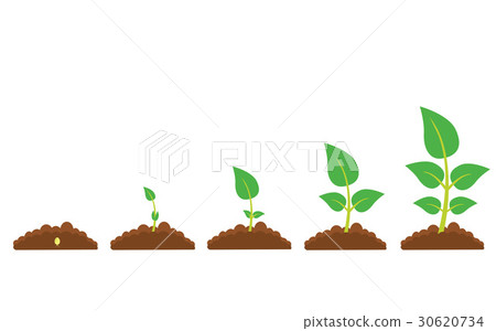 The phases of plant growth 30620734